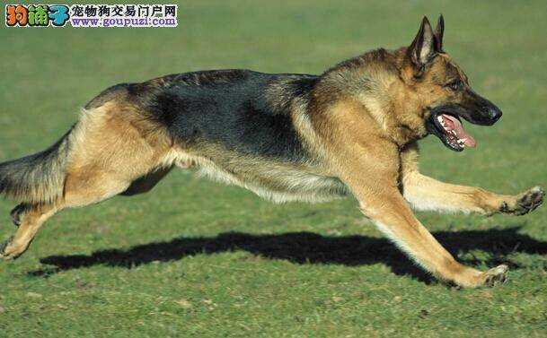 尊重自然规律 科学对待德国牧羊犬磨牙的问题