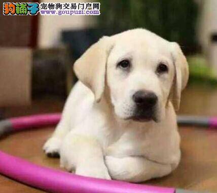 拉布拉多犬嗓子里有痰是怎么回事