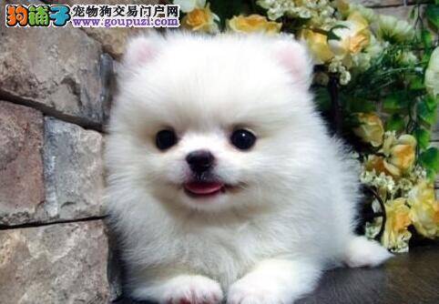 博美犬偶尔打喷嚏尿黄是不是上火了