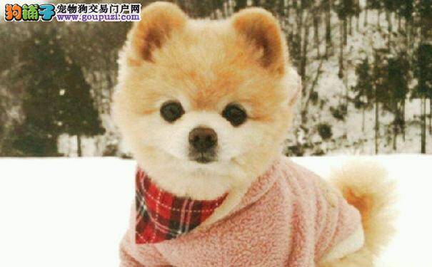 俊介君是什么狗 俊介是哈多利系博美犬