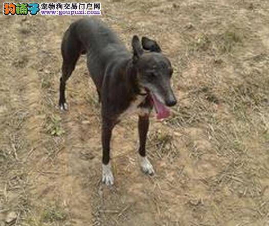 优秀猎犬是怎样炼成的 饲养格力犬幼犬的七个法则