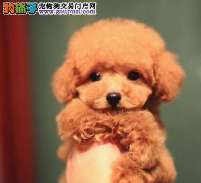 泰迪犬干咳干呕越来越严重怎么治疗