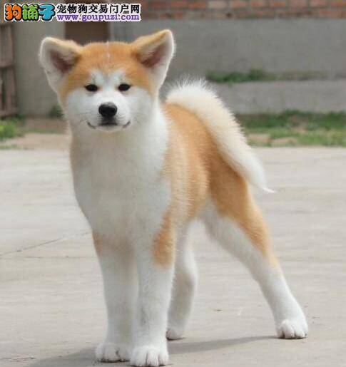 治疗秋田犬口臭的小技巧