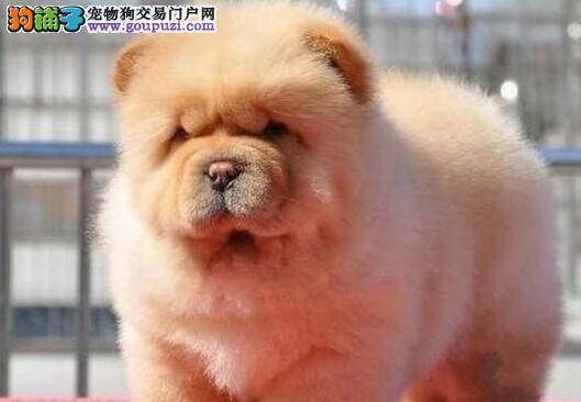 我家松狮犬总是随地大小便怎么办