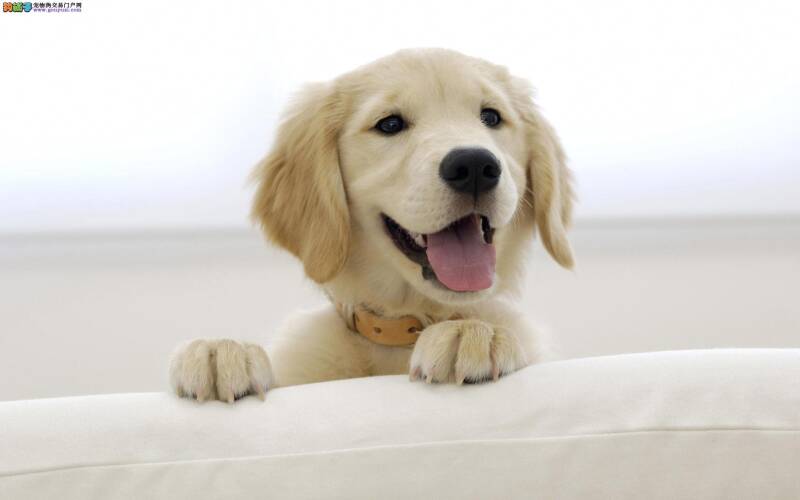 金毛犬最近不知道为什么越来越瘦了