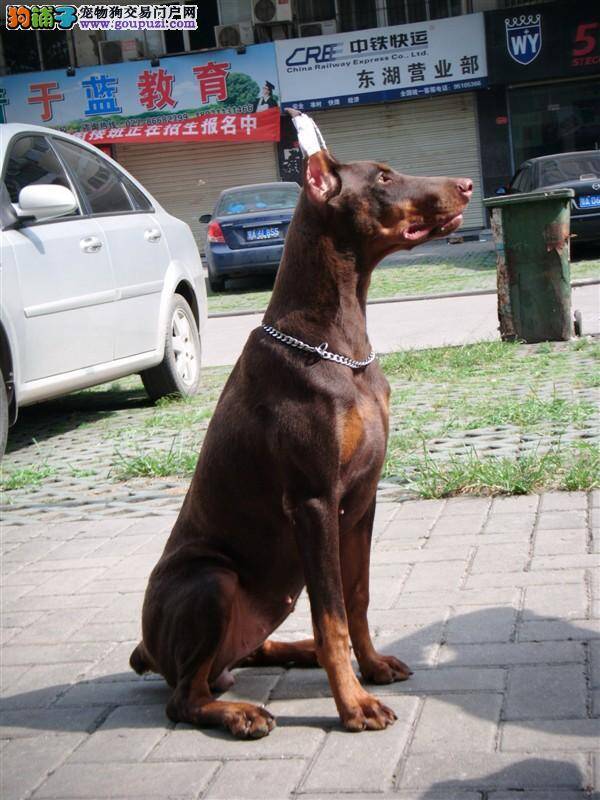 杜宾犬这几天食欲不振，好像是感冒了没事吧