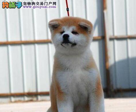 秋田犬看到手就爱咬如何纠正才好