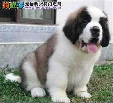 买圣伯纳犬对我们来说有没有很实际的方法