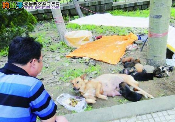 大家都来献爱心，流浪猫狗不再没人管