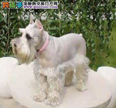 扬长避短 给雪纳瑞修毛美容的最大好处