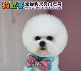 比熊犬经常发出惨叫声是怎么回事