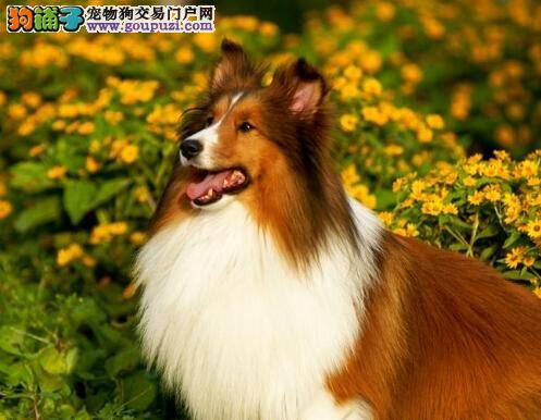 饮食健康系列之喜乐蒂犬不吃狗粮的原因有哪些