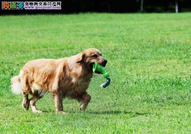 金毛犬如何安全健康的度过夏季