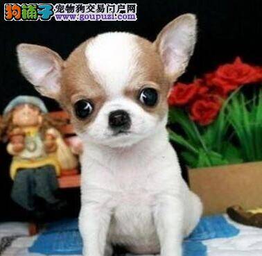 吉娃娃连续咳嗽好几天了应如何治疗