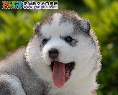 哈士奇拉稀，总咳嗽应怎样治疗它