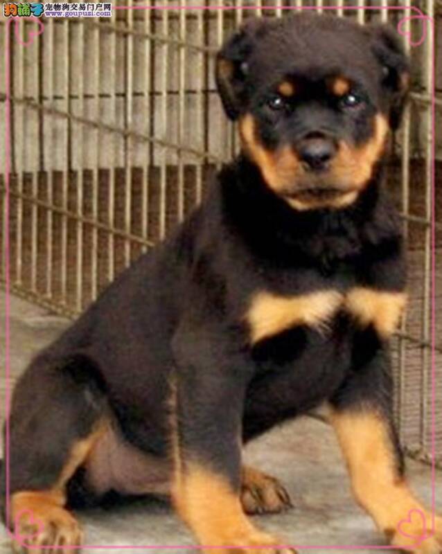 罗威纳犬总在窝里拉屎尿尿怎么办