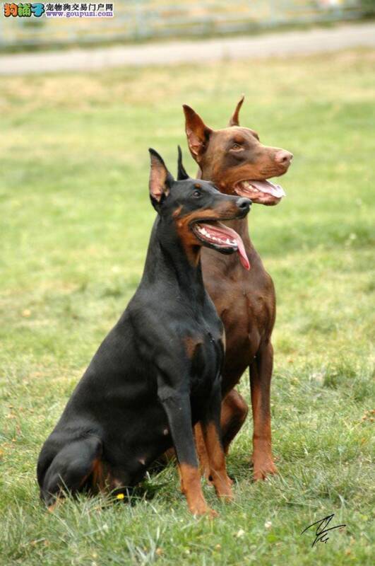 我家杜宾犬最近后腿无力，站不起来是怎么了