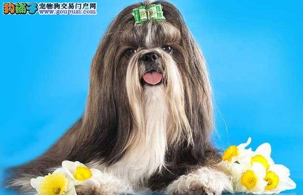 西施犬抑郁症的原因