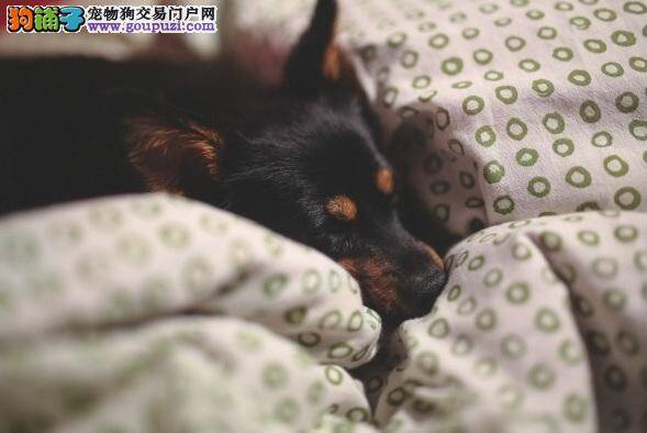 想跟毛小孩同床共枕？ 7理由告诉你狗狗是最佳睡觉伙伴
