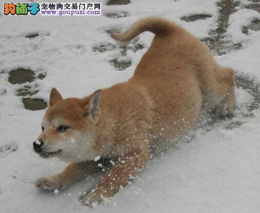 简单介绍一下健康的柴犬有哪些特征