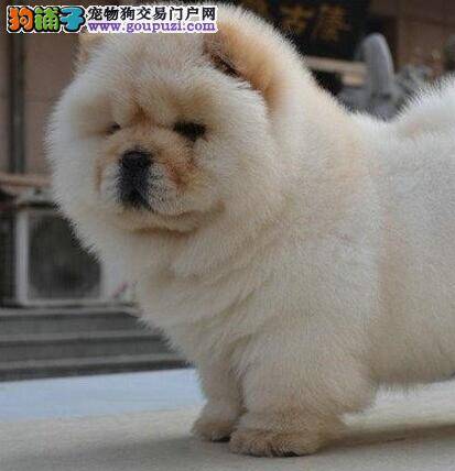 了解松狮犬的性格对挑选狗狗有帮助