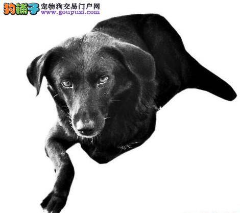 识途老狗25天从盂县找回太原的家 网友惊呼“传奇狗”