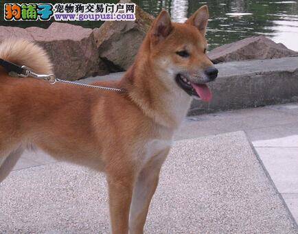 狗爸狗妈须知 柴犬总扑人应该如何改正