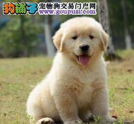 金毛犬是家养宠物狗的首选