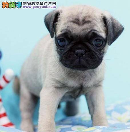 巴哥犬的鼻子很干，有眼屎没事吧