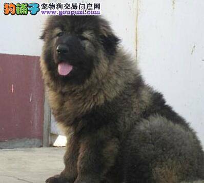 我家高加索犬总抓自己的眼睛和鼻子是为什么