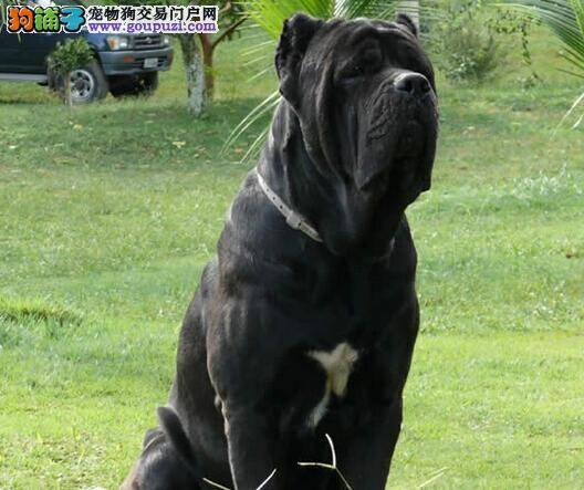 快速了解导致卡斯罗犬难产的几大原因