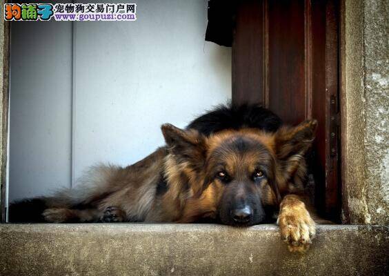 断骨需接骨 德国牧羊犬骨头断裂的处理方法