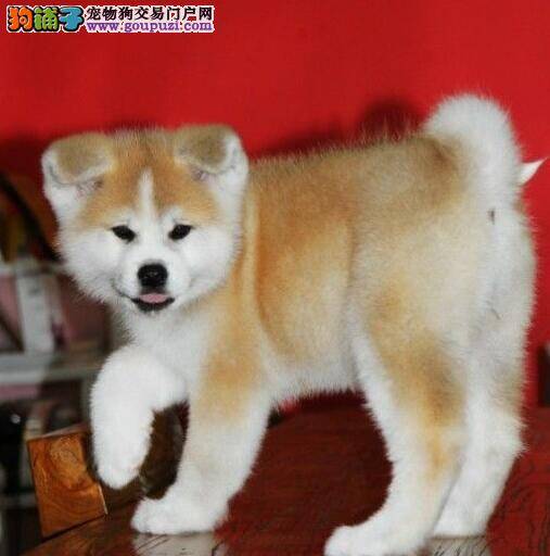 纯种秋田犬应该具备的十点基本身体特征