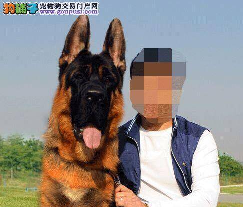 带德国牧羊犬去海边需要准备哪些东西