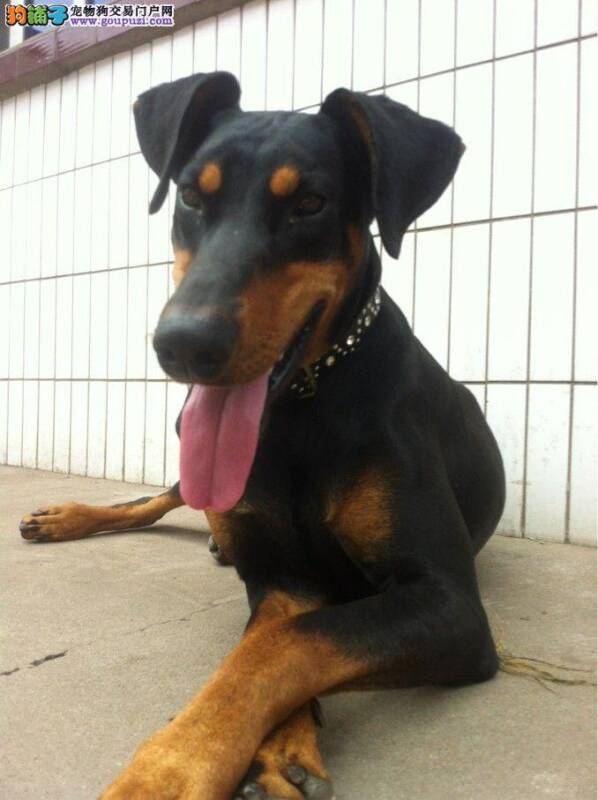 我家杜宾犬患上狗瘟能治好吗