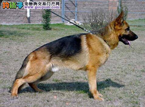 幼犬的选购要点 如何挑选到合适的德国牧羊犬幼犬