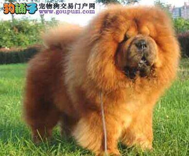 加强犬只认识 掌握挑选松狮犬的注意要点