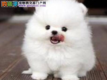 胆小的博美犬夜间总叫有方法改正吗