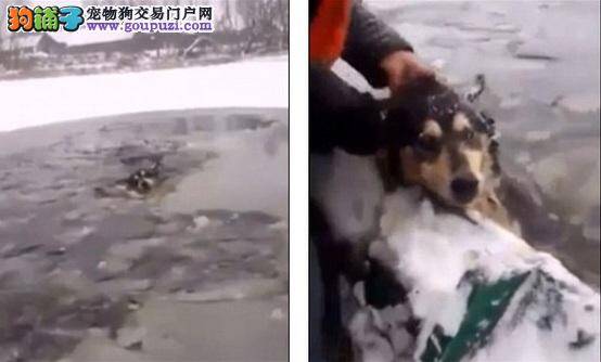 俄国狗狗跌落冻湖获救，现在有个温暖的家