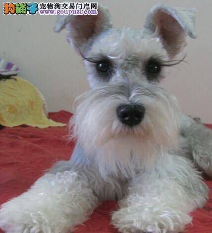 训练三部曲 让雪纳瑞轻松成为优秀的宠物犬