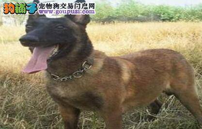 饲养小常识 怎样照顾刚进家门的马犬