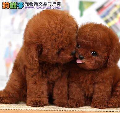 新时代手册 具备哪些条件才适合饲养泰迪犬