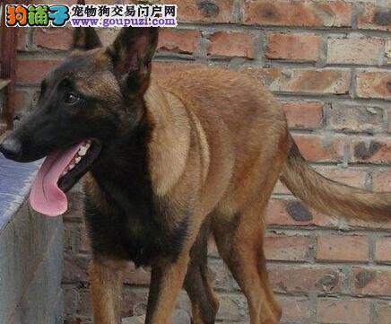 寒冷冬季马犬容易患上三大疾病