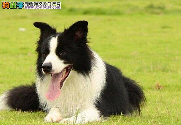 诱发螨虫疾病的边境牧羊犬应该如何医治