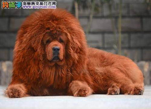 远离肥胖更健康 如何避免藏獒发福