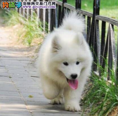 萨摩耶不肯穿衣服应该怎么办