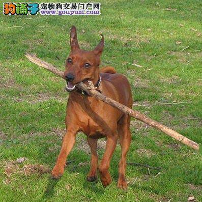 辨别小鹿犬是否健康的十个方法