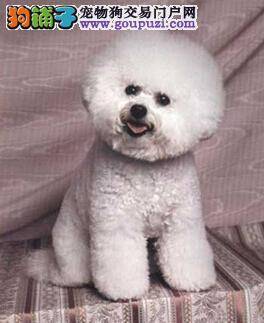 狗狗毛发吹干技术 比熊犬洗澡后如何去留残余的水分