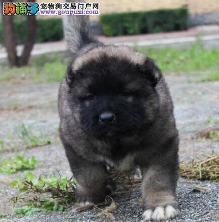 高加索犬耳朵有异物老是瘙痒怎么处理