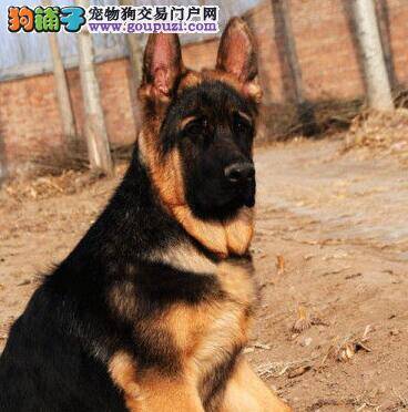 德国牧羊犬后腿抽搐，发抖是怎么了